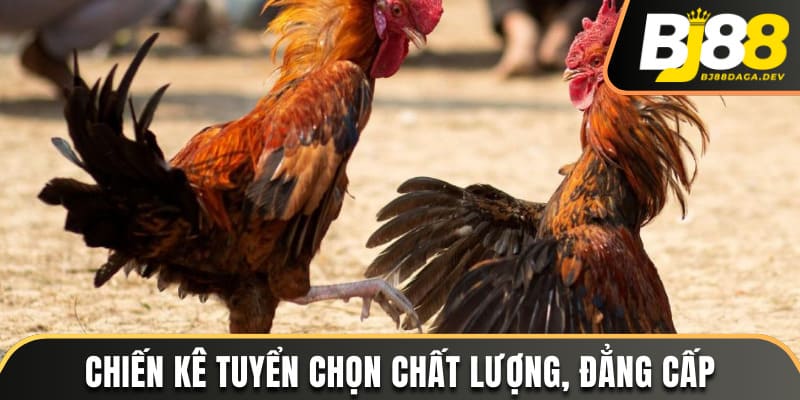 Sảnh SV388 - Chinh Phục Các Trận Đấu Gà Đỉnh Cao Tại BJ88 4 Chiến kê tuyển chọn chất lượng, đẳng cấp