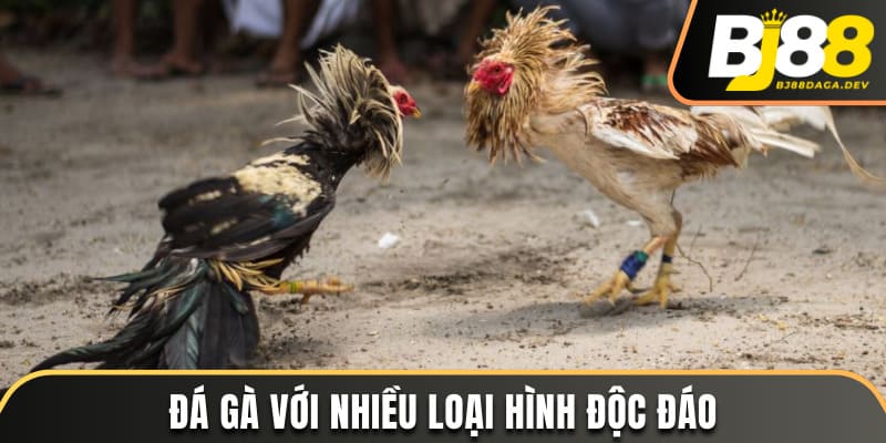 Sảnh SV388 - Chinh Phục Các Trận Đấu Gà Đỉnh Cao Tại BJ88 3 Đá gà với nhiều loại hình độc đáo